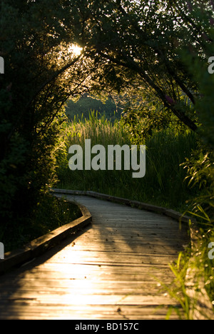Der Boardwalk durch North Creek Park in Mill Creek, WA. Stockfoto