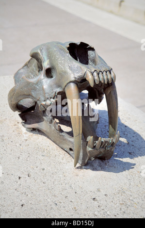 Bronze-Skulptur Kunst im öffentlichen Raum in San Francisco porträtiert den Schädel von einem Säbel-Zahn-tiger Stockfoto