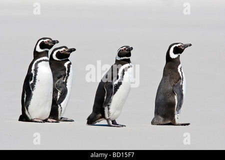 Magellan-Pinguine am Strand von Volunteer Point, East Falkland Stockfoto