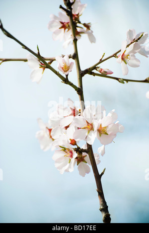 Mandelbaum in Blüte, Nahaufnahme der Niederlassung Stockfoto