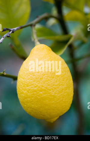Zitrone wächst am Baum, Nahaufnahme Stockfoto