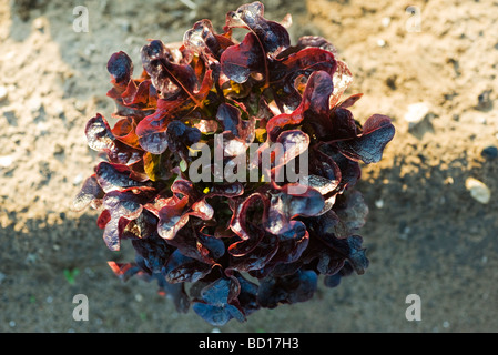 Roteiche Blattsalat wachsen im Garten Stockfoto