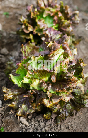 Rot Batavia Salat wächst Gemüse Garten Stockfoto