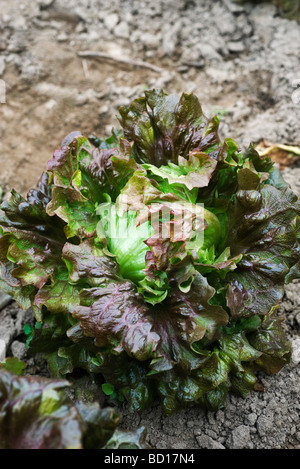 Rot Batavia Salat wächst Gemüse Garten Stockfoto