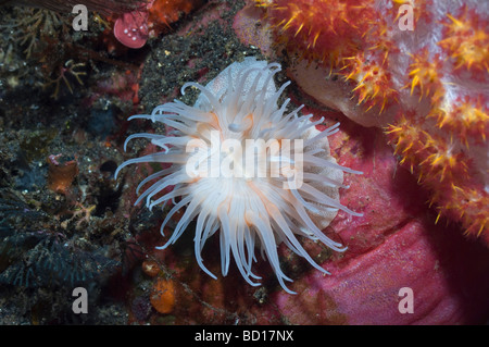 Gorgonien Wrapper Nemanthus Annamensis Rinca Indonesien Stockfoto