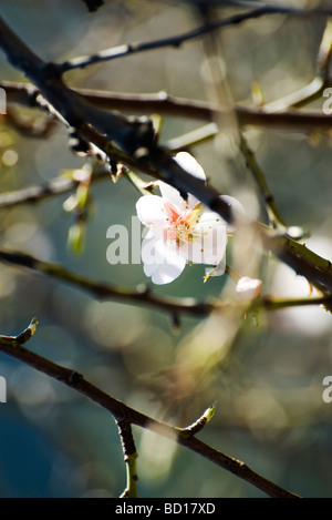 Mandelbaum in Blüte, Nahaufnahme von Zweigen Stockfoto