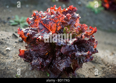 Merlot-Salat wächst im Gemüsegarten, Nahaufnahme Stockfoto