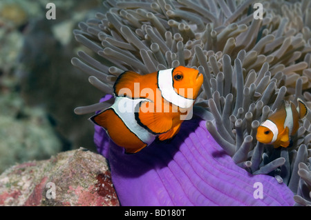 Falscher Clown Anemonenfischen Amphiprion Ocellaris Andaman Sea-Thailand Stockfoto