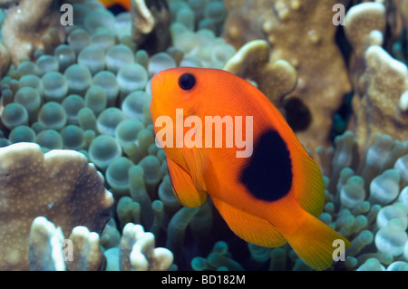 Roten Saddleback Anemonenfischen Amphiprion Ephippium Andaman Sea-Thailand Stockfoto