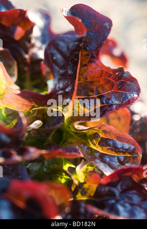 Roteiche Blattsalat, close-up Stockfoto