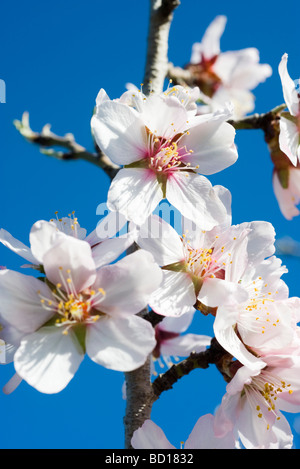 Mandelbaum in Blüte, Nahaufnahme von Blumen Stockfoto