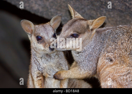 Alliierten Felsen-Wallaby Petrogale Assimilis wallaby Stockfoto