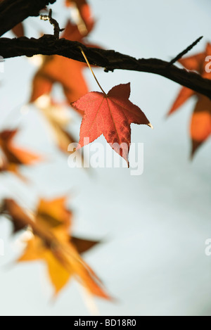 Ahornblätter auf Ast Stockfoto