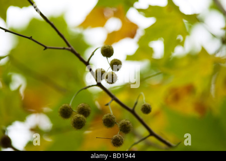Bergahorn Branch, close-up Stockfoto