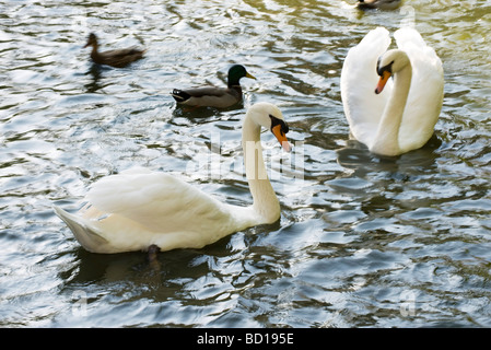 Weiße Schwäne und Stockente Enten am Teich Stockfoto