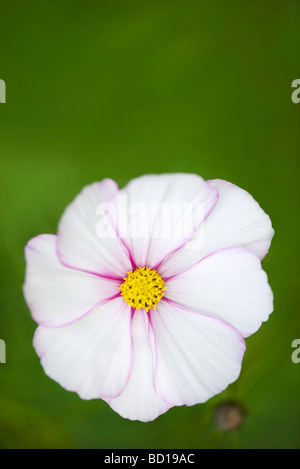 Weißen Kosmos Blume Stockfoto