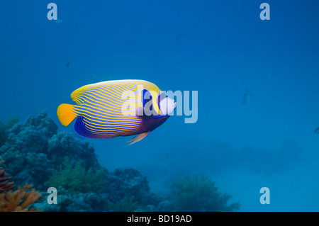 Kaiser Angelfish Pomacanthus Imperator Rotes Meer-Ägypten Stockfoto