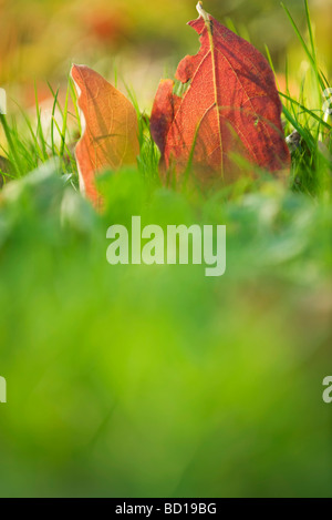 Herbst Blätter, Gras, Nahaufnahme Stockfoto