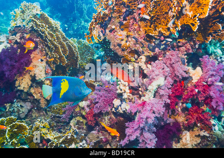 Korallenriff-Landschaft mit einem Yellowbar Kaiserfisch, Pomacanthus Maculosus Rotes Meer-Ägypten Stockfoto