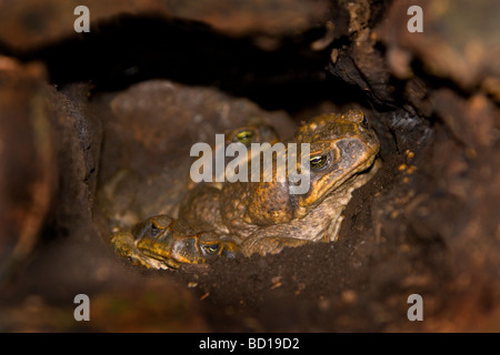 Zuckerrohr, Kröten Bufo Marinus riesige Neotropical Kröte Marine Kröte im Ruhezustand Stockfoto