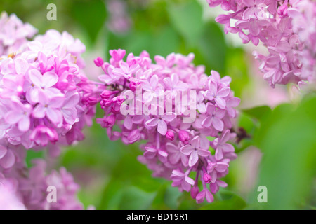 Lila Blüten Stockfoto