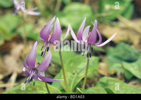 Der japanischen Hund Zahn Violett Stockfoto