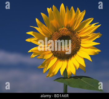 Sonnenblume hautnah Stockfoto