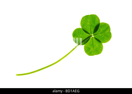 Vier blätterte Klee weißer Hintergrund Stockfoto