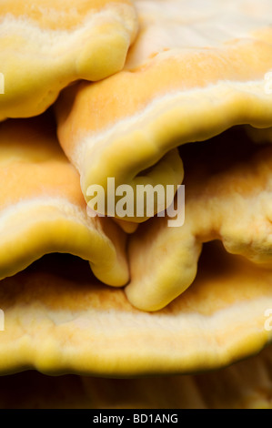 Laetiporus sulfureus. Huhn auf den Wald Pilz Nahaufnahme Stockfoto