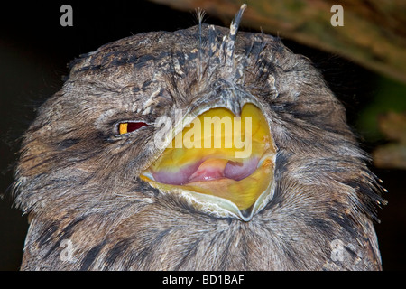 Tawny Frogmouth ein Strigoides Gähnen australischen Vogel Stockfoto