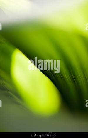 Extreme Nahaufnahme des Blattes, abstrakte Stockfoto