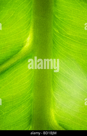 Grünes Blatt und Venen, extreme Nahaufnahme Stockfoto