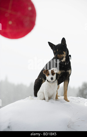 Zwei Hunde sitzen zusammen auf verschneiten Hügel, Christbaumkugel in Vordergrund Stockfoto