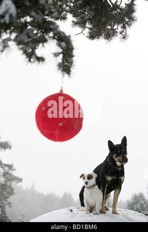 Zwei Hunde sitzen zusammen auf verschneiten Hügel, Christmas ornament hängen an Zweig im Vordergrund Stockfoto