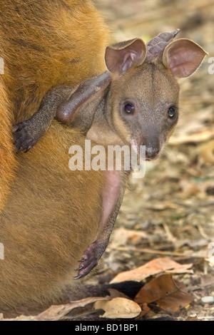 Red Kangaroo Joey im Beutel Kängurus Baby Macropus rufus Stockfoto