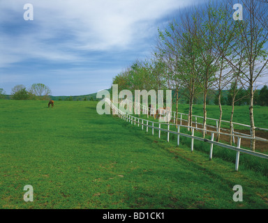 Pferde im Feld der Präfektur Hokkaido, Japan Stockfoto