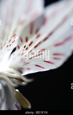 Alstroemeria Lilie, extreme Nahaufnahme Stockfoto