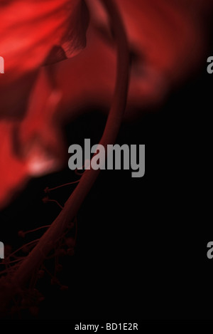 Blume Stamen, extreme Nahaufnahme Stockfoto