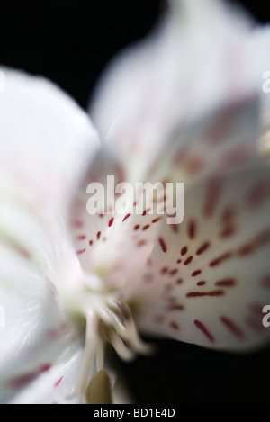 Alstroemeria Lilie, extreme Nahaufnahme Stockfoto