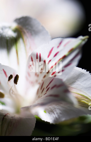 Alstroemeria Lilie, extreme Nahaufnahme Stockfoto