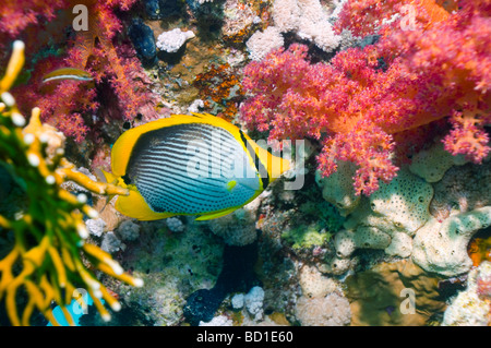 Schwarz unterstützt Butterflyfish Chaetodontidae Melannotus mit weichen Korallen Rotes Meer-Ägypten Stockfoto