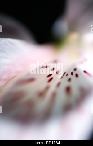 Alstroemeria Lilie, extreme Nahaufnahme Stockfoto