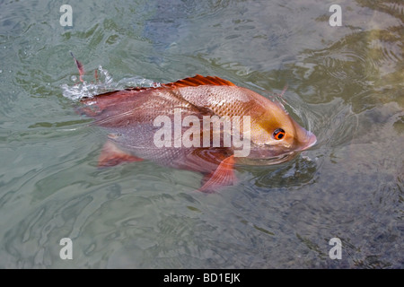 Mangrove Jack Red Snapper Lutjanus Argentimaculatus Fisch Stockfoto