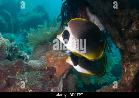 Panda Butterflyfish Chaetodontidae Adiergastos Bali Indonesien Stockfoto