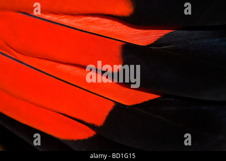 Red-tailed Black Banksian Kakadu Calyptorhynchus Banksii Schwanzfedern rot Stockfoto