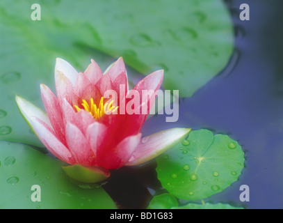 Seerose Stockfoto