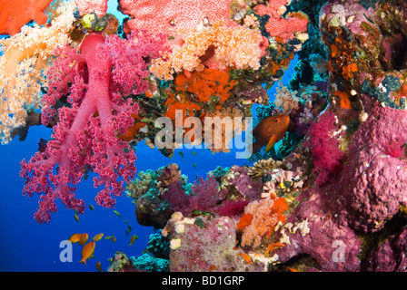 Bunte Korallenriff Szene mit lila Weichkorallen und verschiedene tropische Fische. Safaga, Rotes Meer Stockfoto