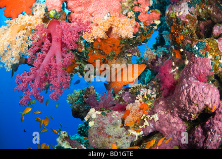 Bunte Korallenriff Szene mit lila Weichkorallen und verschiedene tropische Fische. Safaga, Rotes Meer Stockfoto