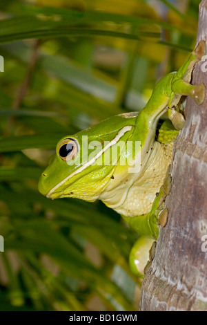 Weißlippen-Giant Tree Frog Litoria infrafrenata Stockfoto