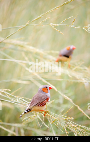 Zebrafinken, Taeniopygia Guttata, die am weitesten verbreitete und bekannte Estrildid Finch von Zentral-Australien Stockfoto